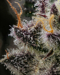 Fototapeta na wymiar Close up of cannabis trichomes