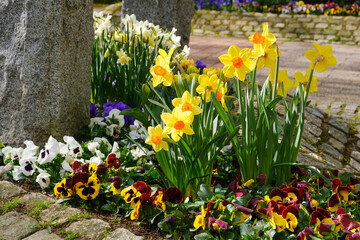 Blumenbeet mit Narzissen und Stiefmütterchen, Niedersachsen, Deutschland, Europa