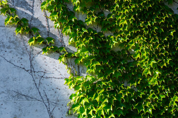 Ivy growing on gray concrete exterior wall - Powered by Adobe