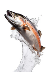 fresh salmon jumping out of the water, white isolated background PNG