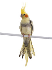 cockatiel (Nymphicus hollandicus) parrot isolated on white background