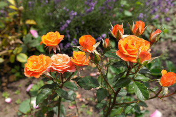 Orange rose bush in the park