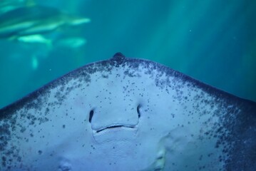 Stingray © 현빈 김