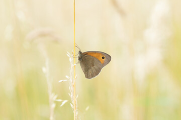 Ein großes Ochsenauge sitzt im Sommer an einem Grashalm in der Wiese, Schmetterling, Maniola jurtina