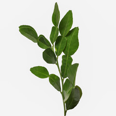 green curry leaves isolated on white