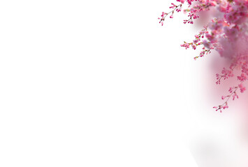 Sakura spring cherry blossom flowers on a tree branch isolated. Branch overlay. Pink white flower on transparent background. PNG