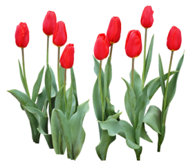 チューリップ4月撮影