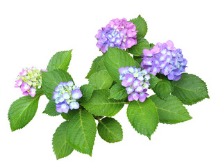 アジサイ6月撮影