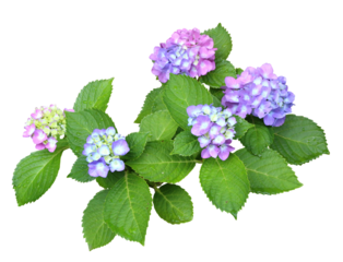 アジサイ6月撮影