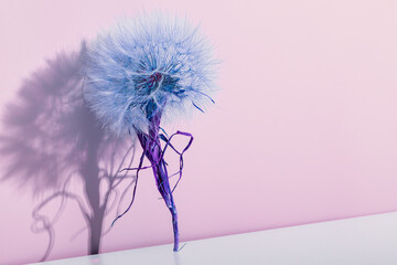 Abstract composition with dried dandelion flower in lilac and pink tones. Toned image.