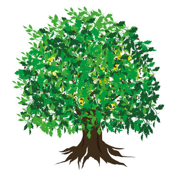 Oak Tree