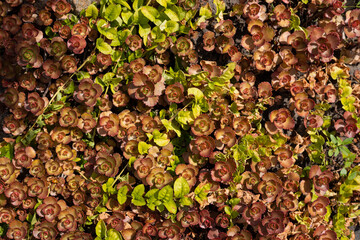 Plants climbing on the ground