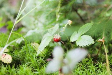 Wild Strawberry