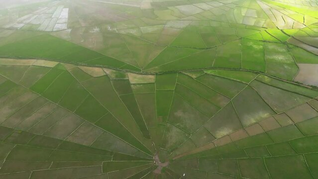 aerial view of Spider Web Rice Fields
in Flores, Ruteng