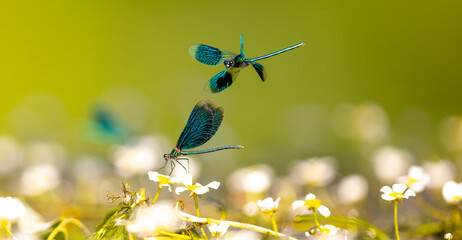 flying Dragon-flies