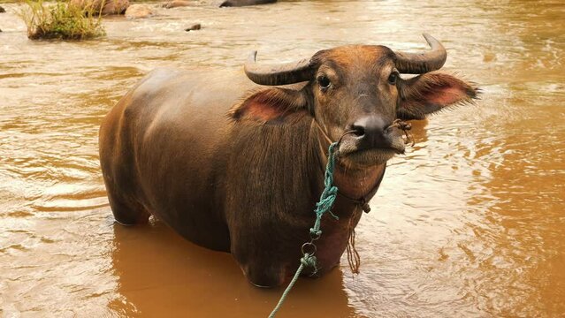Water Buffalos resting and cooling down in a mountain river in northern Thailand. High quality 4K wildlife farm animals footage.