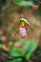 detailed closeup shot of lady slipper orchid flower on the forest floor