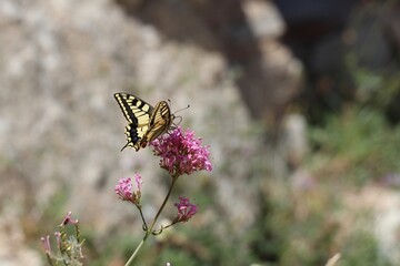 common yellow swallowtail butterfly sitting on a pink flower with a bokeh background