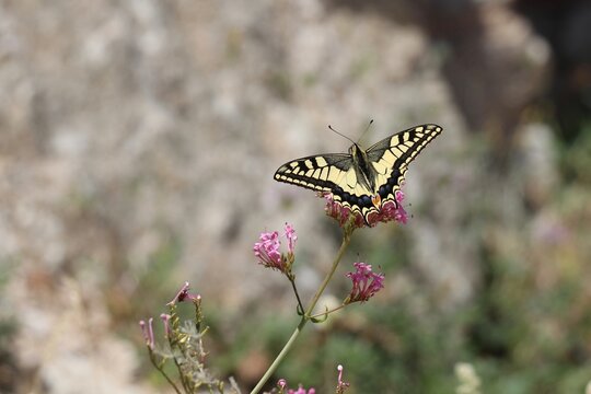 common yellow swallowtail butterfly sitting on a pink flower with a bokeh background
