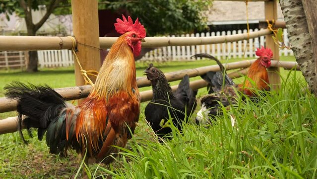 Chickens and cocks eating grains. Farm animals on a grass field 4k footage. Thailand.