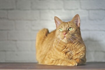 Cute red cat relaxing on the table. Horizontal image witth soft focus.