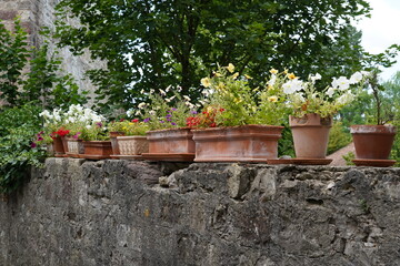 Terracotta flower pots in cylindrical and cuboidal shape with various species flowers placed on a thick stone surrounding wall. On the background there are deciduous trees with dark green leaves.