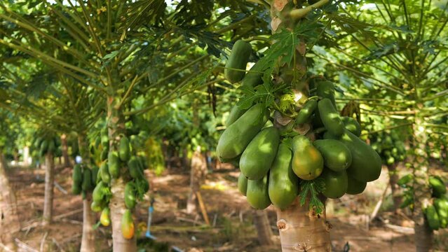 Papaya fruit trees organic plantation in Thailand. High quality 4K slowmotion cinematic farming and agricultural footage.