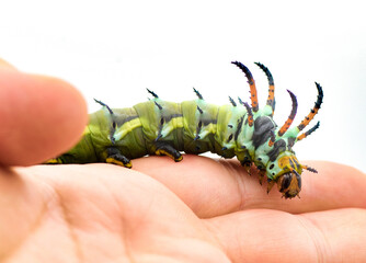 hickory horned devil - Citheronia regalis - larva caterpillar form of regal or royal walnut moth with bright green, orange, red blue and black colors. On human hand