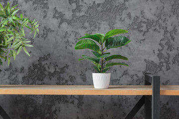 Storage shelves with flowers. Light wooden bookshelves with plants in gray loft interior, biophylic design