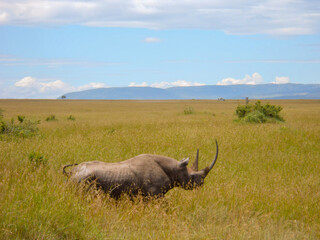 Obraz premium Lone White Rhino with big horns on grass plain landscape in Maasai Mara Game Reserve in Kenya Africa