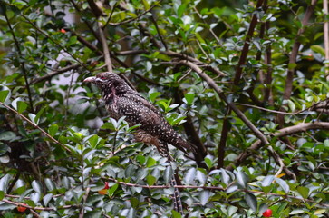 Asian Koel (Koha),red billed hornbill,Sri Lankan koha