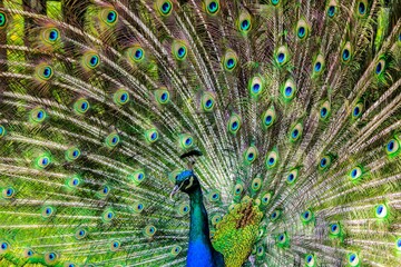 Naklejka premium peacock with feathers