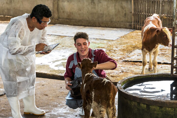 Caucasian cow man playing with baby cow and animal scientist man working on tablet keeping caw...