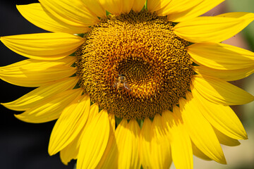 Naklejka premium Fiore di girasole con api intente ad impollinare.