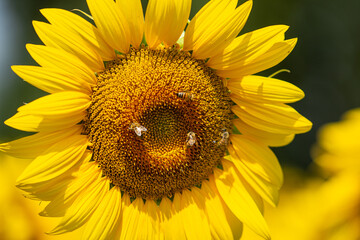 Obraz premium Fiore di girasole con api intente ad impollinare.