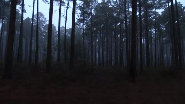 Dusk Twilight Evening Low Light and Dark Spooky Swamp Deep South Forest