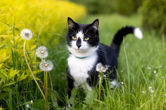 Black and white cat near dandelions in the park