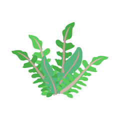 ナズナ。フラットなベクターイラスト。
shepherd's purse. Flat designed vector illustration.