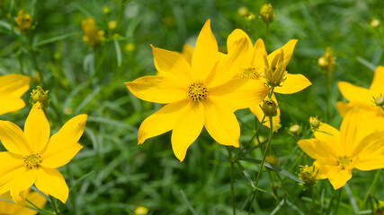 Coreopsis verticillata | Coréopsis verticillé - Coréopsis à feuilles en aiguilles - coréopsis à feuilles de fougère. Fleurs à capitules jaunes vif en étoiles
