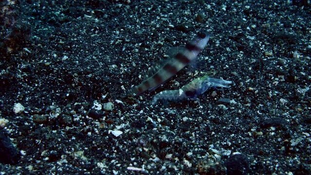 The underwater symbiotic relationship - goby fish lives together with shrimps. Sea life of Tulamben, Bali, Indonesia.