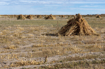 Field with quinoa in the Bolivian altiplano near Oruro; Agriculture in the highlands of South...