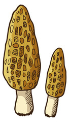 Morel color icon. Hand drawn forest mushroom