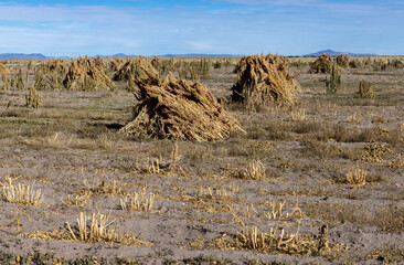 Field with quinoa in the Bolivian altiplano near Oruro; Agriculture in the highlands of South America