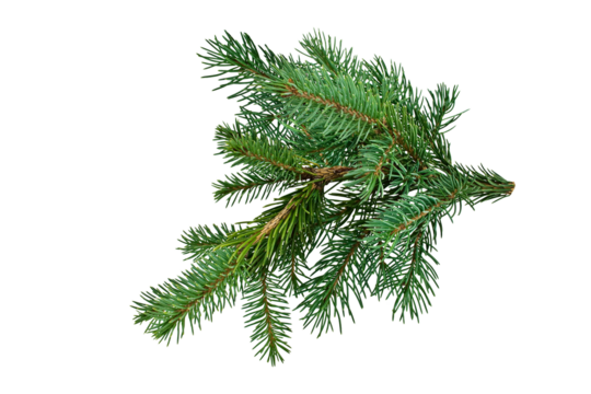 Spruce pine branches isolated on transparent background.  Christmas tree twig clipar clip art.
Green branch isolated png