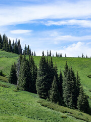 landscape with trees and mountains