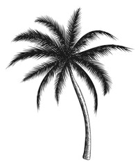 Fototapeta na wymiar Palm sketch. Jungle tree engraving. Exotic plant