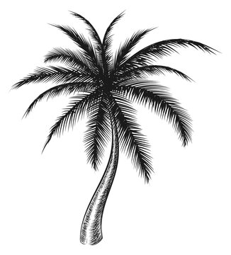 Exotic beach tree. Resort plant. Palm engraving