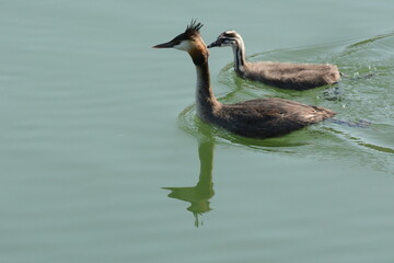 svasso maggiore con pullo
