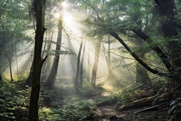 Soft Sunlight, Misty Forest: A Dreamy Background of Ethereal Tranquility, generative AI