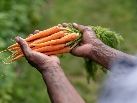 Close-up of man holding carrots from garden
